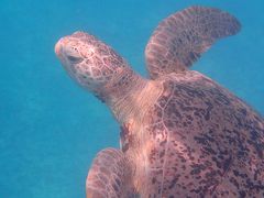 マレーシア東海岸　プルフンティアン島の旅（３）～シュノーケリングツアー(LONG TRIP)～