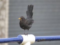 【野鳥と観光の旅】湖水地方 2018年8月その4 ロンドン半日観光