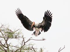 野鳥の楽園&#9825;　ケオラディオ国立公園