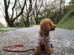 蓮華寺池公園に桜を見に行きました♪