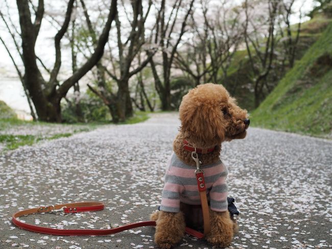 くるみを連れて藤枝の蓮華寺池公園へお花見に行ってきました。<br />