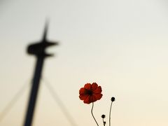 ひとりお花見部　葛西臨海公園で キバナコスモスのお花見