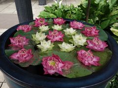 初めてのバンコク２日目：ジムトンプソンの家・本店・アウトレット、ホテルラウンジ