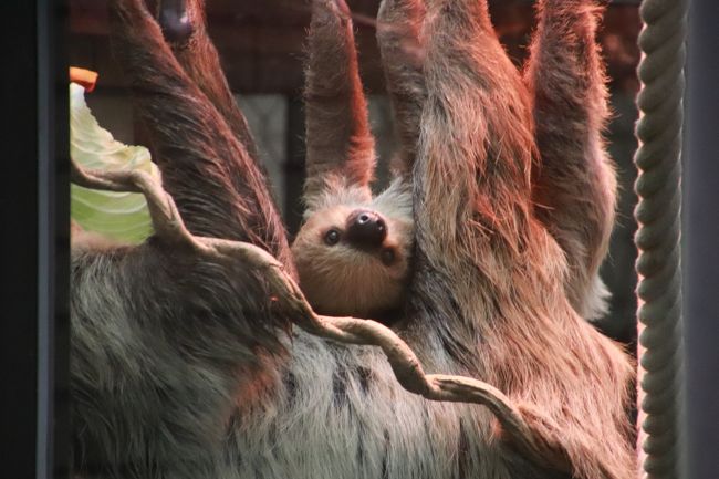 本日は、前日の土曜日までは、片道３時間近くかけて千葉市動物園に行くつもりで準備していましたが、当日の朝になって、早朝疲れが取れていなかったのと、天気予報で知っていたのに、雨の中、出かけるのにげんなりしてしまい、千葉行きは中止しました。<br />二度寝して目覚めても、しばらくベッドの中で惰眠をむさぼっていたとき、本日もこのまま骨休みの引きこもりの１日にしようかと思わなくもなかったのです───もともと私は出不精なのです。<br />でも、雨はうっとおしいけれど、先週末の猛暑の日曜日も１日引きこもりの日にしました。それに比べると、この週末は気温が下がって、過ごしやすい１日になることが分かっていました。<br />雨は不便だけど、来園者が少なくて、動物たちを独占見学できる、ある意味、動物園日和でもありました。<br />なので、このまま１日引きこもったら、あとで絶対、後悔する！───と思ったので、スロースタートでも十分時間がとれる、自宅から車で40分の埼玉こども動物自然公園に向かいました。<br /><br />実際、スロースタートでも12時頃から閉園時間まで、５時間はたっぷり楽しめました！<br />ただ、園内随所にあるベンチのほとんどは屋外にあり、屋根の下で動物が見られるところは、イスがありません。<br />雨がやんでも、ベンチも芝生もぬれていました。<br />座って休みたいタイミングで休められるスポットにいられなかったのは、けっこう疲れました。<br />もっともそれは、本日、半日しかなかったし、雨で身動きが取りづらく、その分、見に行けるところが減ったので、休むより見る方を優先させたせいでもありました。<br /><br />雨がやんでいた時は、久しぶりに園内の風景など、動物以外の撮影も楽しみました。<br />園内の木々は、一部、黄色く色付き、それが落葉している景色からは、秋の訪れが感じられたからです。<br />特に、レッサーパンダ展示場のそばに咲いていた巨大な地湧金蓮花（チユウキンレンカ）という花は、楽しみにしていました。<br />前回の訪問時の８月12日には、咲いていることに気付いていたのですが、ものすごく好みの花というわけではなかったので、スルーしてしまったのです。<br />それがとても貴重な花だと知って、急に気になった、現金な私。<br /><br />今回、時々雨に降られたので、雨の日は外に出さない動物や、雨を嫌って出てこない動物もいました。<br />私自身、雨やどりを兼ねて屋根のあるところでゆっくりしたり、そのせいで時間が足らなくて回れなかったところもありました。<br /><br />前回と比べると、この後編の旅行記対象のルート内では、ニホンカモシカのモモちゃんに会えなかったのは残念でしたが、久しぶりにシカとカモシカの谷を散策しました。エンリッチメント賞をとった谷にいるニホンカモシカの姿も写真を撮ることができました。<br />すくすく成長しているフタユビナマケモノやワオキツネザルの子供も見られました。<br />それから、フラミンゴのひなも、まだ灰色で、ふわふわで、可愛かったです。フラミンゴのひなが生まれたことは前回の訪問の後に知ったので、今回楽しみにしていました。<br />コアラ舎の女子コアラの室内展示場の床暖房が修復中で、いつも近くで見られるコアラの女子や１才になったばかりの可愛い盛りのシャインくんに近くで会えなかったのは残念ですが、夕方見に行ったおかげか、少し距離があって見づらくても、シャインくんがむしゃむしゃユーカリを食べているところが見られたのは幸いでした。<br />また、フタユビナナマケモノの親子は、雨がちなので外には出てきませんでしたが、ガラスのテラスの部屋にいて、子供のもみちゃんの姿がけっこうよく見えました。<br />でも、いつも東園では見に行っていたカピバラ・ワラビー舎は、時間切れで寄けませんでした。<br />ベネットアカクビワラビーの子供たちにまた会いたかったので、残念でした。<br /><br />＜スロースタートでも午後から５時間堪能できた埼玉こども動物自然公園の旅行記のシリーズ構成＞<br />□（前編）お外の方が楽しいね、みやびちゃん！～笑顔たくさんのレッサーパンダやぺたぺた歩きのペンギンヒルズのランチタイム他<br />■（後編）フラミンゴのひなって可愛い！～久しぶりのシカとカモシカの谷のニホンカモシカや女子コアラ室が工事中のコアラ館でなんとか会えたシャインくん他<br /><br />埼玉こども動物自然公園の公式サイト<br />http://www.parks.or.jp/sczoo/<br /><br />＜タイムメモ＞<br />11:10　家を出て車で向かう<br />11:40　埼玉こども動物自然公園の第１駐車場に到着<br />11:45　年パスで入園（開園時間は09:30）<br />11:55-12:00　マヌルネコ<br />（雨降り出す）<br />12:00-12:05　カナダヤマアラシ<br />12:05-12:35　レッサーパンダ<br />（その間に雨がやむ）<br />12:35-12:40　ミーアキャット<br />12:40-12:45　フェネック<br />13:00-13:10　プーズー<br />13:10-13:25　ペンギンヒルズ<br />13:25-13:30　レッサーパンダ<br />13:35-13:55　ペンギンヒルズ<br />（おそらく13:30～給餌）<br />14:00-14:55　レッサーパンダ<br />（雨降り始めてまたやむ）<br />14:55-15:00　ヤブイヌ<br />15:00-15:05　カナダヤマアラシ<br />15:15-15:30　フラミンゴコーナー<br />15:35-15:45　キツネザル舎<br />15:45　東園へ<br />15:50-15:55　ニホンジカ<br />15:55-16:00　ニホンカモシカ・パドック<br />16:00-16:25　シカとカモシカの谷<br />16:30-16:55　コアラ舎<br />（コアラ・フタユビナマケモノ・シマオイワワラビー）<br />17:00すぎ　動物園を出る<br />（閉園時間は17:00）<br />17:45まで駐車場の車の中で休む<br />18:15-19:30　鶴ヶ島駅近くのサイゼリアで夕食<br />19:45　帰宅<br /><br />※これまでの動物旅行記の目次を作成済。随時更新中。<br />「動物／動物園と水族館の旅行記～レッサーパンダ大好き～　目次」<br />http://4travel.jp/travelogue/10744070<br /><br />※そのうち、これまでの埼玉こども動物自然公園の旅行記のURL集は、前編の旅行記「初秋・半分雨の埼玉こども動物自然公園（前編）お外の方が楽しいね、みやびちゃん！～笑顔たくさんのレッサーパンダやぺたぺた歩きのペンギンヒルズのランチタイム他」の末尾にまとめました。