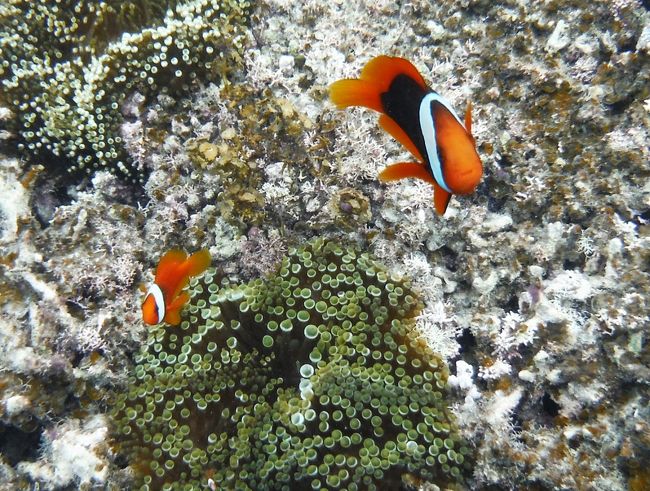 沖縄県南西部、八重山列島の島である石垣島を訪れました。八重山列島の政治・文化の中心であり列島最大の人口約4万7千人のこの島は、日本の端っこに近く(日本本土よりむしろ台湾に近い)、観光においても沖縄の離島の中でも高い人気を誇ります。<br />★ヴィラタイプのリゾートホテルを基点に、島内一周ツーリング&ドライブで島の見どころを周る。<br />★現地のアクティビティーツアーで、幻の島&青い洞窟に行きサンゴ礁シュノーケリング。
