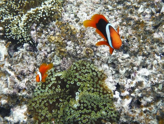 沖縄県南西部、八重山列島の島である石垣島を訪れました。八重山列島の政治・文化の中心であり列島最大の人口約4万7千人のこの島は、日本の端っこに近く（日本本土よりむしろ台湾に近い）、観光においても沖縄の離島の中でも高い人気を誇ります。<br />★ヴィラタイプのリゾートホテルを基点に、島内一周ツーリング＆ドライブで島の見どころを周る。<br />★現地のアクティビティーツアーで、幻の島＆青い洞窟に行きサンゴ礁シュノーケリング。<br /><br />[いただいた郷土料理/ご当地グルメ]<br />◎ゴーヤーチャンプルー<br />◎泡盛<br />◎テビチ<br />◎ソーキそば<br />◎八重山そば<br />◎サトウキビと南国フルーツの生ジュース<br />◎石垣牛