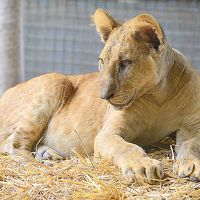 うへっ!!ここ本当にヤバイ!...げに恐ろしいブエノスアイレスの【ルハン動物園 Zoo Lujan】#2（ブエノスアイレス郊外／アルゼンチン）