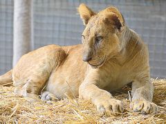 うへっ!!ここ本当にヤバイ!...げに恐ろしいブエノスアイレスの【ルハン動物園 Zoo Lujan】#2（ブエノスアイレス郊外／アルゼンチン）