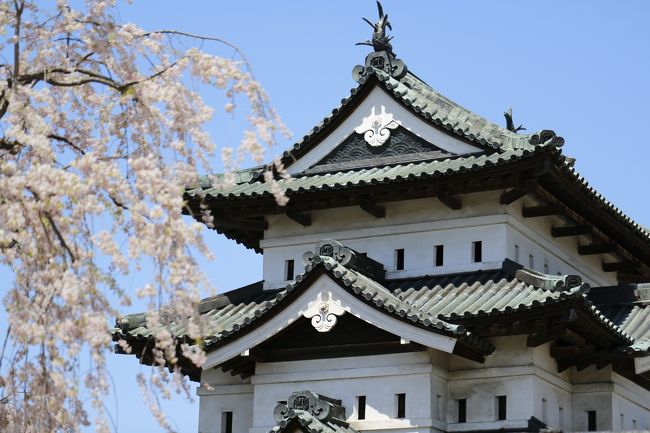 GWの青森といえば…弘前の桜ですよね(^^)<br />今日の予定は，ウミネコ → 桜 → 犬　です。<br /><br />多分「ウミネコ」と「犬」は知る人ぞ知る，知らない人は知らないでしょう(笑)