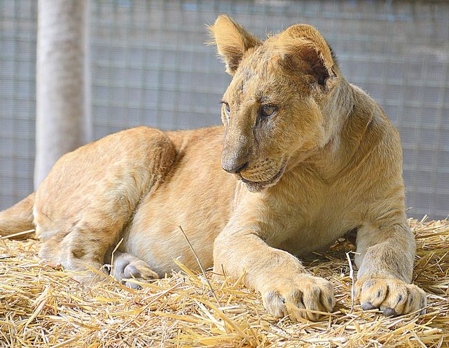 うへっ!!ここ本当にヤバイ!...げに恐ろしいブエノスアイレスの【ルハン動物園 Zoo Lujan】#2（ブエノスアイレス郊外／アルゼンチン）