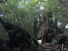 夫婦で屋久島旅行～2日目　白谷雲水峡＋縄文杉日帰りコース①～