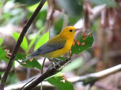 【野鳥と観光の旅】フロリダ・エバーグレーズ国立公園 2018年7月