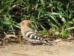 【野鳥と観光の旅】バルセロナ・モンジュイックの丘 2018年6月