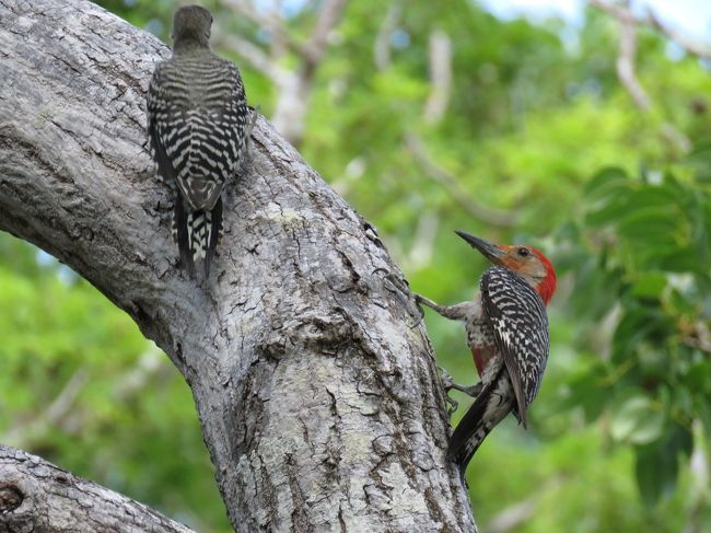 プライベート・チャーターをお願いし、マイアミ近郊で日帰り野鳥観察をしてきました。<br />野鳥オフシーズンなので、鳥は少なめでしたが、ドライブとしても楽しかったです。<br /><br />【ツアー会社】<br />マイアミ・ジャパン・ツアーズ<br />http://miamijapantours.com<br />直前の申し込みでしたが迅速に対応頂き、すぐに手配完了出来ました。<br /><br />【日時】<br />2018/7/21(土) 08:30-15:00<br /><br />【料金】<br />合計530.45ドル<br />1)基本料金65ドル×7時間<br />2)マイアミ市外送迎料金 片道30ドル×往復分 <br />3)クレジットカード払い手数料3%<br />これに加え、運転手さんのお昼代を払うよう、申し込み時に案内がありました。<br />運転に自信のある方は、レンタカーの方が断然安いと思います。走りやすそうな道でした。<br /><br />【訪問地】<br />Laura Quinn Wild Bird Sanctuary <br />http://www.keepthemflying.org<br />ジョン ペネカンプ コーラルリーフ州立公園<br />ビスケーン国立公園