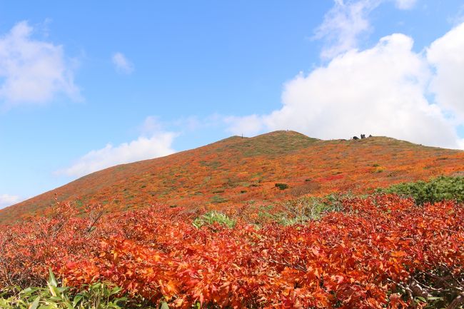 山の紅葉を調べていたら、山全体が紅葉してすばらしいと絶賛されている山がありました。<br />それが宮城県、秋田県、岩手県の三県にまたがる栗駒山（標高1,626m）。<br />一部には、日本一との噂もあり、前年から狙っていました。<br />ただ、公共交通機関は貧弱でバスの数が少なすぎて、土日は少しだけましですが、平日はとても厳しく、マイカーで行けない人はなかなか困難な状況で、結局一関からレンタカーを借りての訪問となりました。<br />北と南からの景色を見たかったので、ほんとは南から上って北に下りるルートを取りたかったのですが、レンタカーのため断念。<br />いわかがみ平から東栗駒コースにて登山開始、栗駒山頂上へ。その後須川コースで昭和湖まで下り、再度頂上に登り返して中央コースで下山しました。<br />途中、雲に覆われどうなるかと思いましたが、その後天気が回復して、すばらしい紅葉を見ることができました。