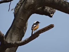 【野鳥と観光の旅】釜山 梵魚寺・大川公園 2018年4月