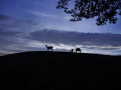 若草山の夜景