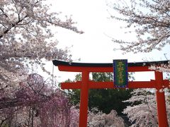 ひとりお花見部 2011.4　平安神宮～法金剛寺～平野神社など。