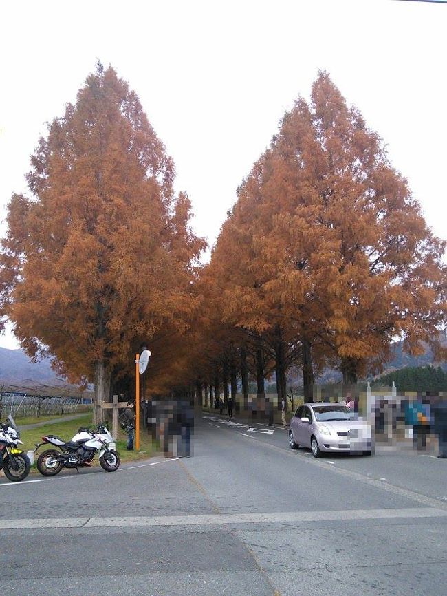 晩秋の日曜日、妻が紅葉のメタセコイヤ並木が見たいと言うので家族で出かけた。子供の頃、父の会社の保養所が北小松にあった関係で毎年のように琵琶湖に泳ぎに行っていた。その頃は名神大津インターチェンジから浜大津駅前を通って、旧国道161号線を湖岸沿いに北上するしかルートがなかった。このルートは信号が多く、車も結構多くて、大津から北小松まで嫌というほど時間が掛かった。ところが今回ナビに従っていくと、第二京阪道路から阪神高速京都線山科出口を通り、西大津バイパスから湖西道路を通って、自宅から1時間半もしないうちに北小松に着いてしまった。第一信号が殆どなくて疲れない。マキノ町のメタセコイヤ並木を見て、近くのマキノビッグランドで買い物をし、帰りに白髭神社によって帰ってきた。