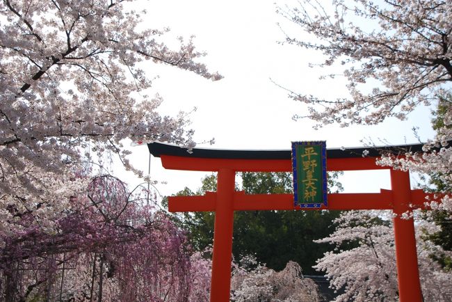 ひとりお花見部 2011.4　平安神宮～法金剛寺～平野神社など。