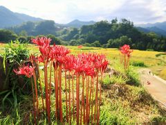 秋の秩父ハイク・彼岸花の寺坂棚田と4カ所の札所、秩父神社と締めは立ち食いソバ。