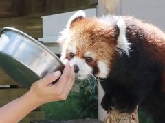 初秋・残暑の千葉市動物公園（前編）レッサーパンダ特集：換毛を終えてぴかぴかになった風太くん一家総勢７頭＆１日救急隊員の風太くん着ぐるみや生誕15年の風太くん写真展や国際レッサーパンダデーを前にして増えた売店のレッサー・グッズも