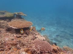 島旅2018☆初めての奄美大島3泊4日♪3日目(屋鈍海岸へ)