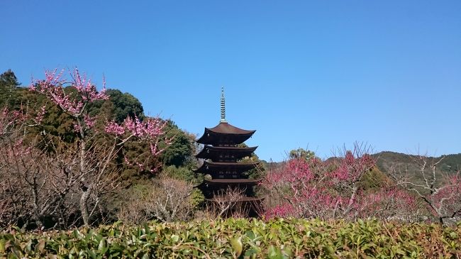 今回は山口市へ🚃<br />瑠璃光寺にどうしても一度は行きたくて今回彼女と行って来ました😄<br />梅が綺麗な時期でここちよい暖かさ🌼<br />五重塔のすびらしさ、西の京と呼ばれる山口を日帰りで楽しみました😊<br />
