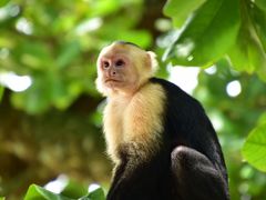 コスタリカを巡る！幻の鳥、蝶、バジリスク、ウミガメの産卵と子亀の誕生、熱帯雨林トレッキング、ボートクルーズ、温泉、様々な生物と自然探訪に、おまけにストバリケード突破までついて、コスタリカの豊かさを満喫　vol⑩マヌエルアントニオ国立公園は先着千人まで。急げ！