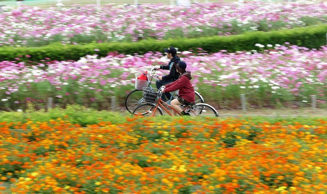 捻挫と酷暑で引き籠ってる間に、4トラの白地図を黄色く埋めてしまおうと、過去の写真データから無理やり旅日記を作ってる。<br /><br />全都道府県制覇は旅好きな方なら、まったく難しくない。私の場合、40㎏の大型犬と「（沖縄を除く）全都道府県宿泊」を目指してしまったので、「より楽しく」「より厳しい」旅になってしまった。<br /><br />今回は茨城県。<br />「イバラギ」じゃなくて、イバラキ！・・・だからね。