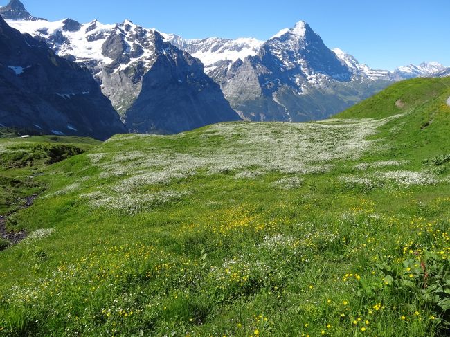 スイスパス８日間の旅（６）グリンデルワルトでのんびりハイキング