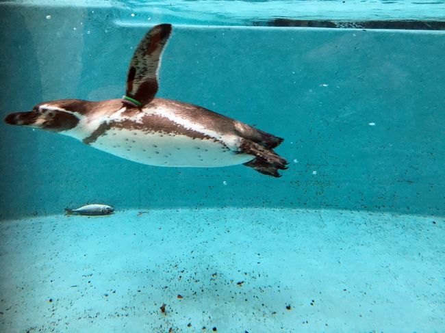 新川崎に物件を見に行った帰りに、夢見ヶ崎動物公園に行ってきました。<br />レッサーパンダやペンギンをはじめとした、そこそこの動物がいて楽しめました。