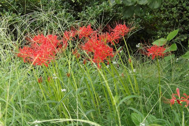 　３日続きの雨の朝となったが、午前中には、8月初旬にピンクの彼岸花が咲いていた（https://4travel.jp/travelogue/11385464）梅の木の周りに赤と白の彼岸花が開花し、満開の状態になっている。8月初旬に開花したピンクの彼岸花はお盆過ぎに２、３日ほど涼しくなったが、それが長続きして秋が訪れると勘違いしたのであろうか。そのために、今年は赤と白とピンクの彼岸花が揃って咲くことはないようだ。<br />　この数日は秋めいた陽気となり、１週間経てばお彼岸の中日であるから、彼岸花が開花すべき時期であることは間違いないところである。<br />（表紙写真は赤い彼岸花）