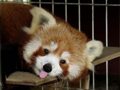 初秋のレッサーパンダ紀行【５】熱川バナナワニ園＆三島市立公園楽寿園