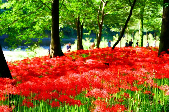 埼玉県日高市にある巾着田曼珠沙華公園へ行ってきました。<br />１０年振りの再訪！１０年前に行ったときに、あまりの激混みぶりにウンザリした記憶と、見頃を過ぎた彼岸花は見るも無残な様子だったという記憶があるので、HPで開花の状況をチェックしながら、８分咲きぐらいの時期を目途に訪れました。<br /><br />結果として、大正解！！<br />全体的には５分咲き程度でしたが、一部の区域では見ごろのピークを迎え、まさに真紅の絨毯そのもの。ぷっくり膨れた蕾の状態の彼岸花も上品でした。<br />朝早く訪れたということもあり、来訪者のピークと重なることなくゆっくり鑑賞することができました！<br />これから行かれる方は、午前中、特に９時台に行かれることをおススメします。