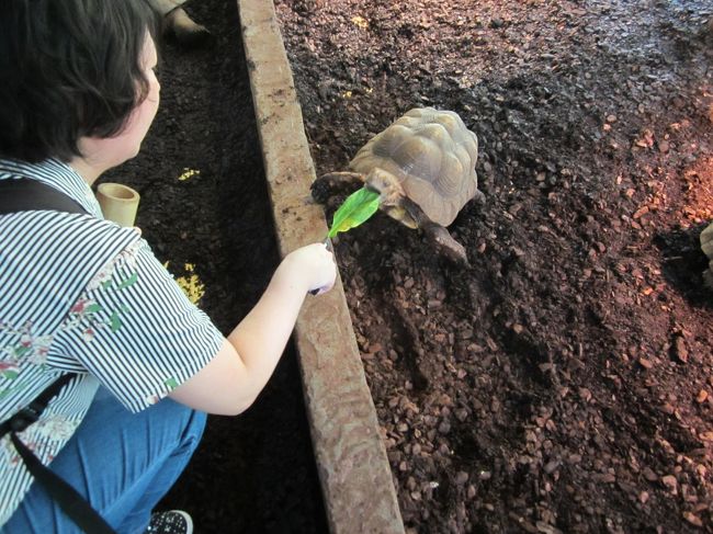 念願だった「爬虫類動物園iZOO」へ行って来ました。<br />インドネシアからコモドドラゴンが来ると聞いていたので、すごく楽しみにしていたのですが、残念ながら今年は間に合わなかったようです。<br />立派な居住小屋は出来上がっているようでしたが・・・。<br />気を取り直していざ！カメと遊ぼう。