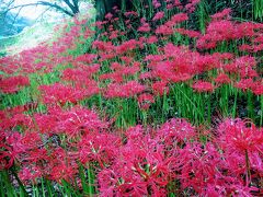 毎年恒例！伊勢原日向地区の彼岸花と日向薬師