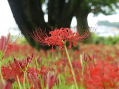 恩林寺のヒガンバナ_2018_２～３割くらい咲き始めました。（群馬県・邑楽町）