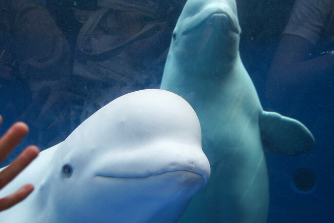 2018年6月26日、上越市立水族博物館が『うみがたり』としてリニューアルオープンしました。<br />去年、旧館のラスト3日前に訪問していた私。新館に行けるのはいつになるやら…と思ったら、まさかのオープン前日＆当日が2連休！？<br />これは直江津に呼ばれている！<br />というわけで、東京から夜行バスで新潟市へ。1日目はマリンピア日本海、2日目にうみがたりへ行ってきました。<br /><br />　　　　0日目：東京→新潟（https://4travel.jp/travelogue/11387648）<br />　　　　1日目：マリンピア日本海（https://4travel.jp/travelogue/11390038）<br />　　　　2日目：新潟→直江津→開館式典（https://4travel.jp/travelogue/11395953）<br />今ココ→　　　うみがたり<br />　　　　　　　うみがたり→東京（https://4travel.jp/travelogue/11406531）<br /><br /><br />2020年7月3日　鯨類の個体情報を更新しました