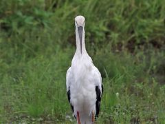 野鳥撮影記録2018年－９月 　②