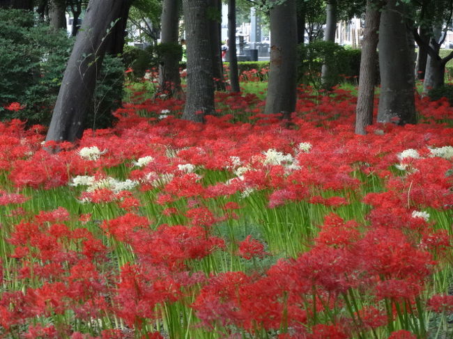 松戸で彼岸花みごろになりました 松戸 千葉県 の旅行記 ブログ By Yo Haiさん フォートラベル 松戸で彼岸花みごろになりました 松戸 千葉県 の旅行記 ブログ By Yo Haiさん フォートラベル