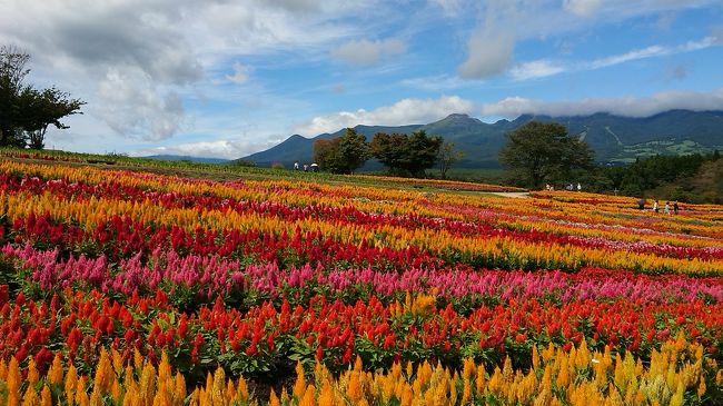 栃木 話題のスポット巡り 那須フラワーワールド 雲巌寺 龍門の滝 栃木県の旅行記 ブログ By 16mastさん フォートラベル