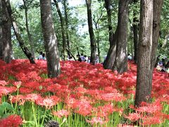 巾着田の曼殊沙華まつり、開催中に行ってきました。赤い花の群生はみごと