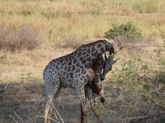 紅白の生中継でMISIAが歌ったナミブ砂漠と南アフリカ贅沢サファリ③　サファリ3日目