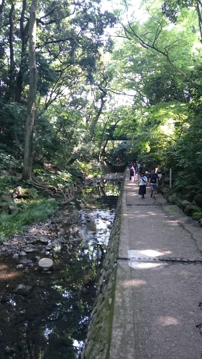 東京を歩けば結構自然豊かであることに気がつきます。この日は初夏、梅雨のじめじめさと相まって蒸し暑い季節。東京にいながら気軽に自然の中に身を置ける、等々力渓谷を歩いてきました。<br />森のパワーなのか、渓谷は温度差を感じられる程、涼しいです。帰りは二子玉川にも足を伸ばして、ぶらりのんびりと休日のひと時を過ごしました。