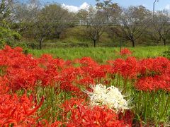 つつじが岡第二公園のヒガンバナ_2018_３～４割くらい開花しています。（群馬県・館林市）