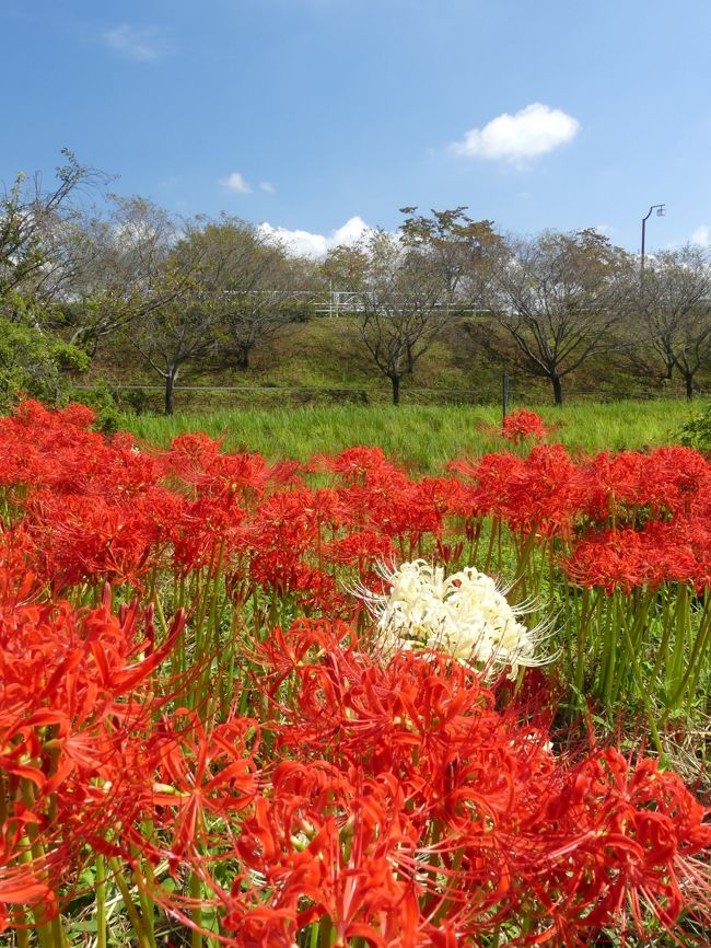 つつじが岡第二公園のヒガンバナ_2018_３～４割くらい開花しています。（群馬県・館林市）