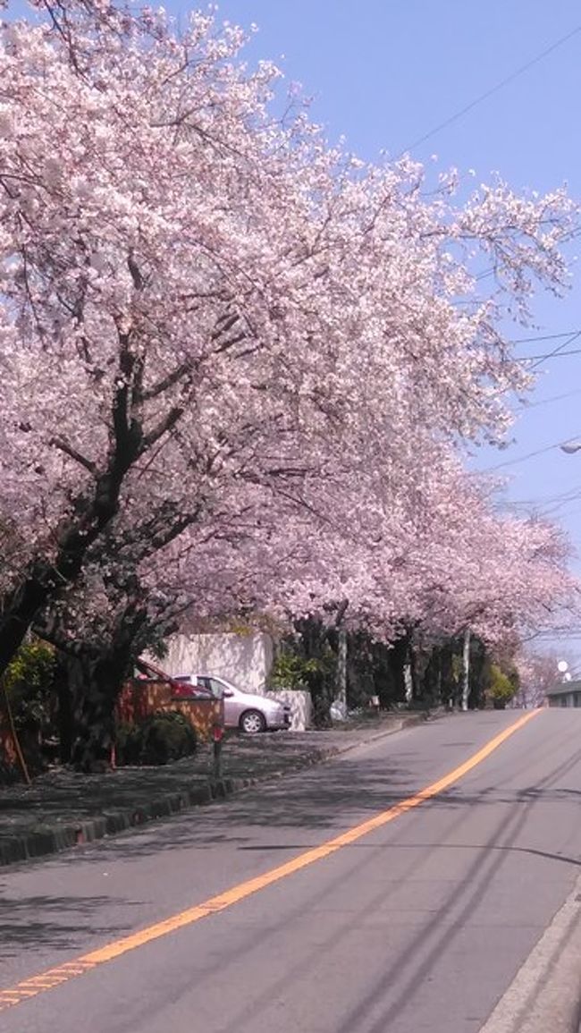 桜散歩in鎌倉山 スイーツin鎌倉山 鎌倉 神奈川県 の旅行記 ブログ By 旅遊de道楽さん フォートラベル
