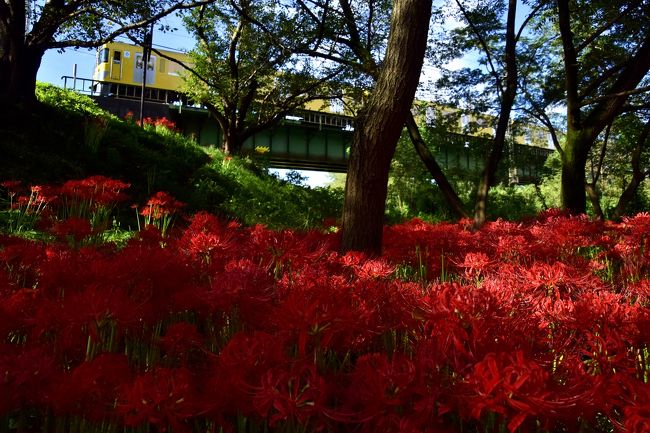 入間川沿いに咲き広がる彼岸花ののどかな初秋の風景を探しに訪れてみました。
