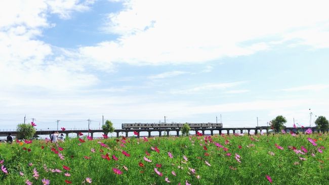 千葉乗り鉄 前編より引き続き、<br />後編は千葉から少しはみ出しますがJR鹿島線。<br /><br />十二橋駅と鹿島神宮駅で途中下車します。